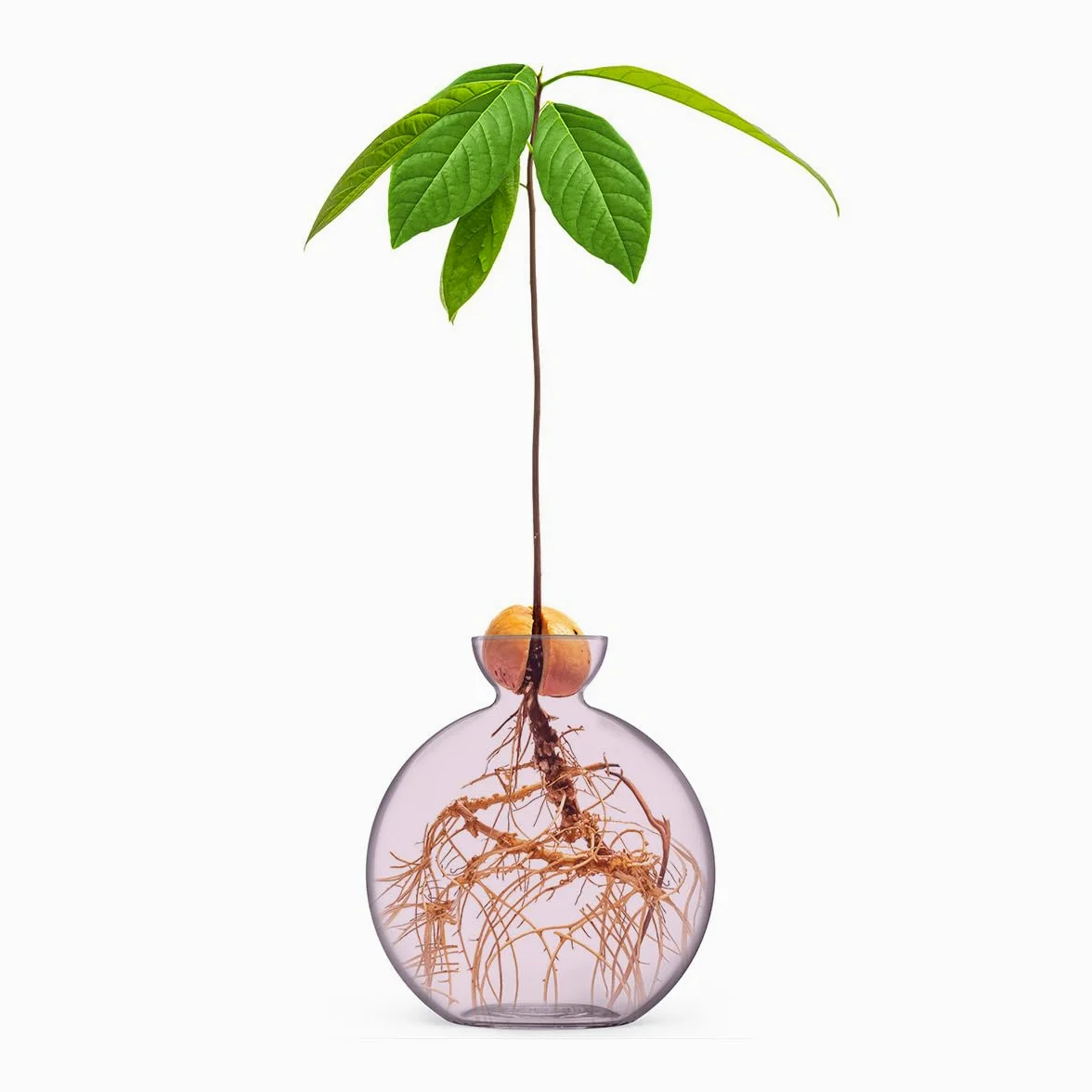 Vase à graines d'avocat pour avocats (Avocado Blush)
