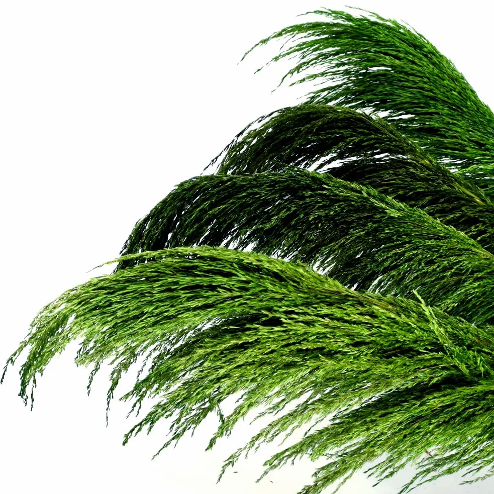 Lot de 8 Herbes de Pampa Vertes Séchées - 80 cm - Décoration Naturelle Salon - Plantes Séchées Parfumées - Style Bohème Chic - Intérieur Maison - Décoration Murale Élégante