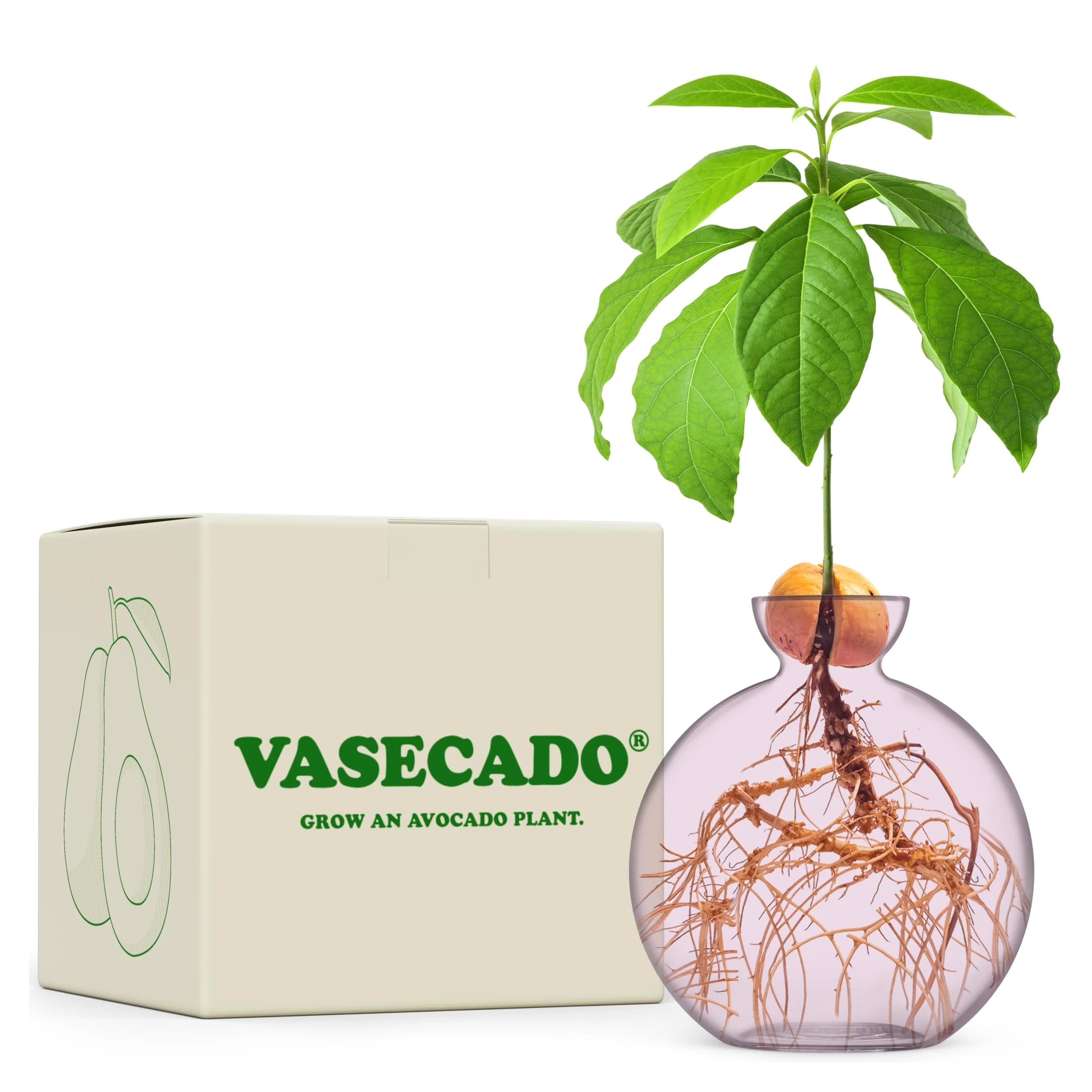 Vase à graines d'avocat pour avocats (Avocado Blush)