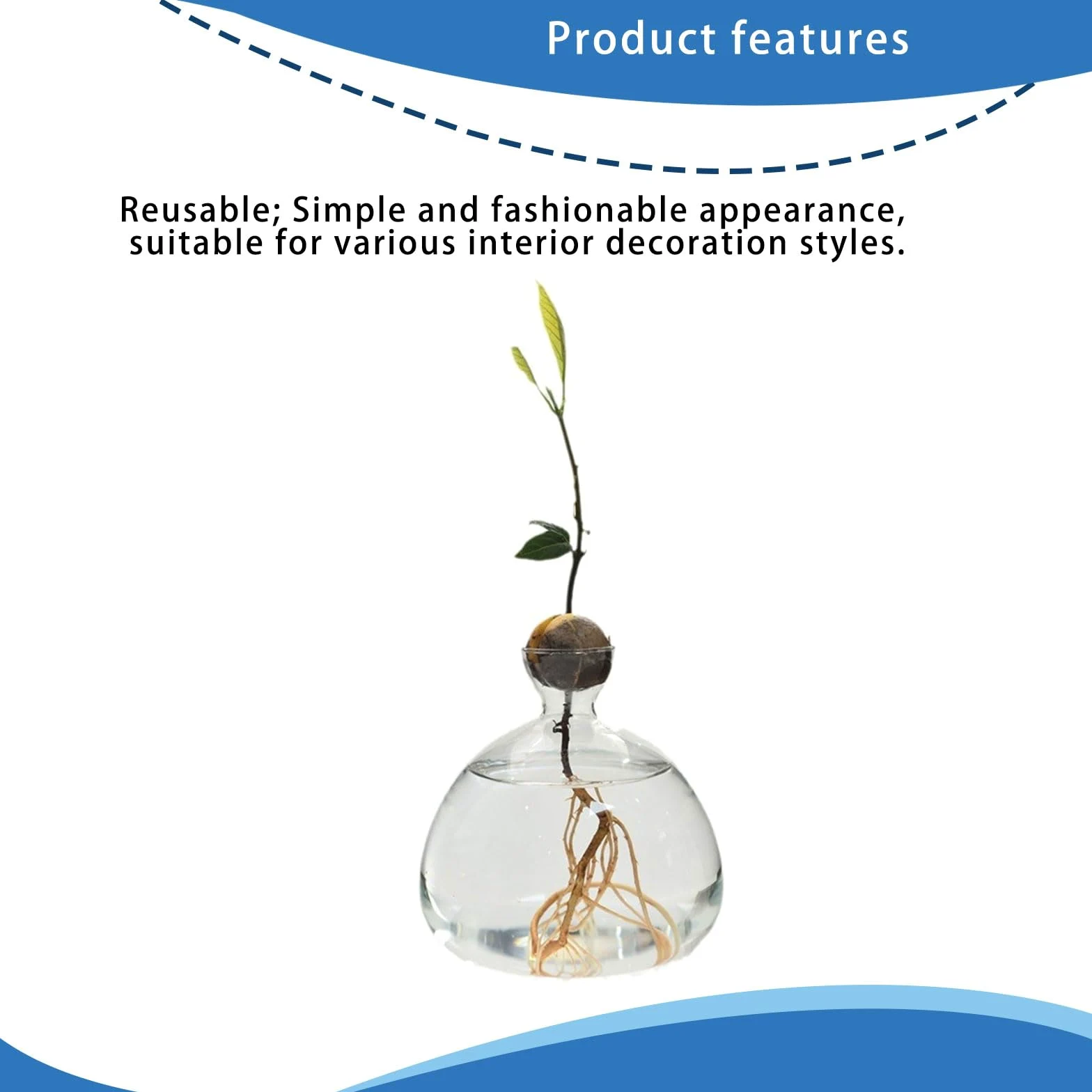 Vase de démarrage pour Avocat en Verre Transparent, récipient de Propagation hydroponique pour Fleurs, Cadeau pour la Maison et Le Bureau, décorations de Bureau
