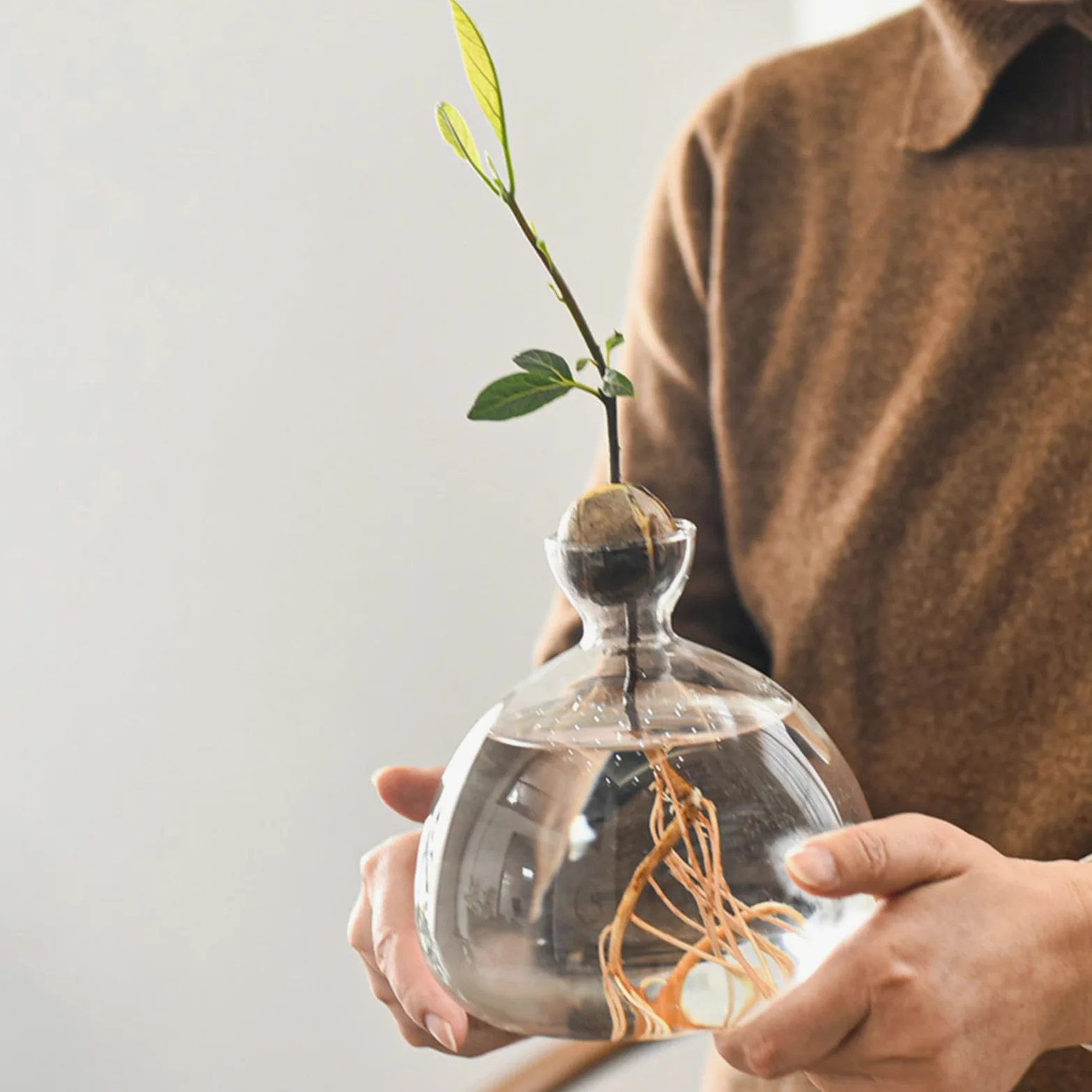 Vase de démarrage pour Avocat en Verre Transparent, récipient de Propagation hydroponique pour Fleurs, Cadeau pour la Maison et Le Bureau, décorations de Bureau
