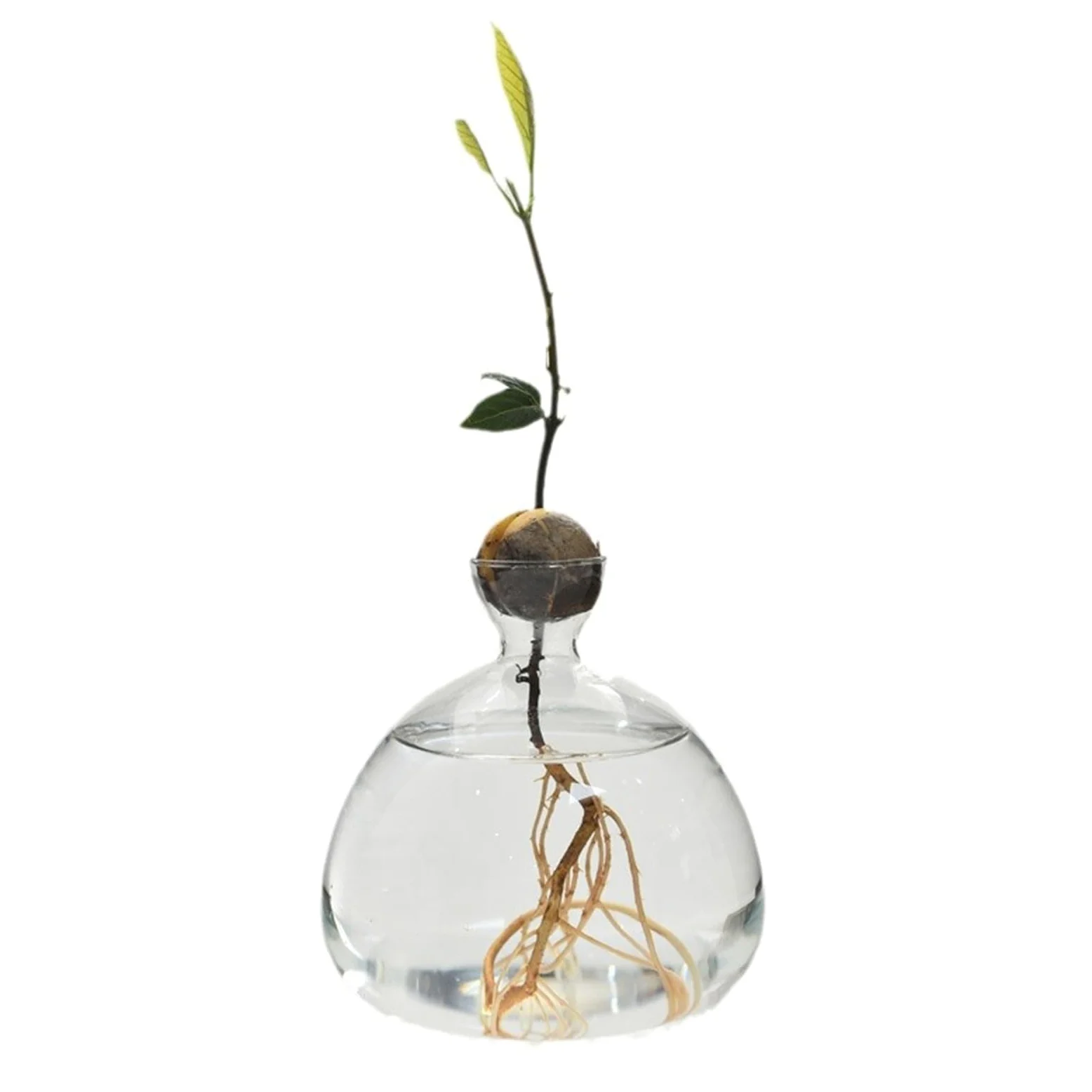 Vase de démarrage pour Avocat en Verre Transparent, récipient de Propagation hydroponique pour Fleurs, Cadeau pour la Maison et Le Bureau, décorations de Bureau