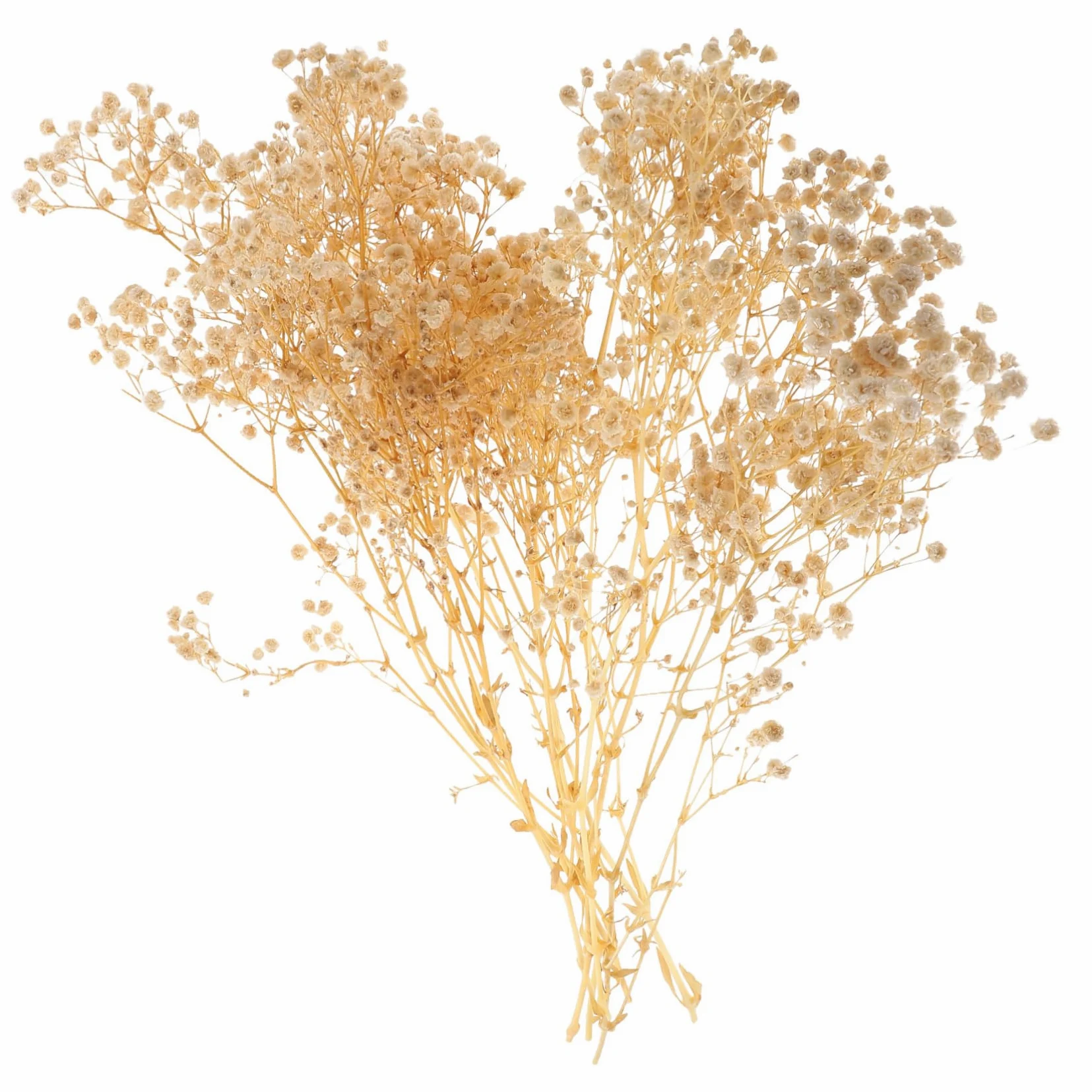 4 Pièces 1 Gypsophile Fleur éternelle Bouquet de Fleurs séchées décoration de Mariage Garden Party décoration de la Maison Bouquet ( 44 cm 40 g Un Bouquet) Marguerite ABOOFAN