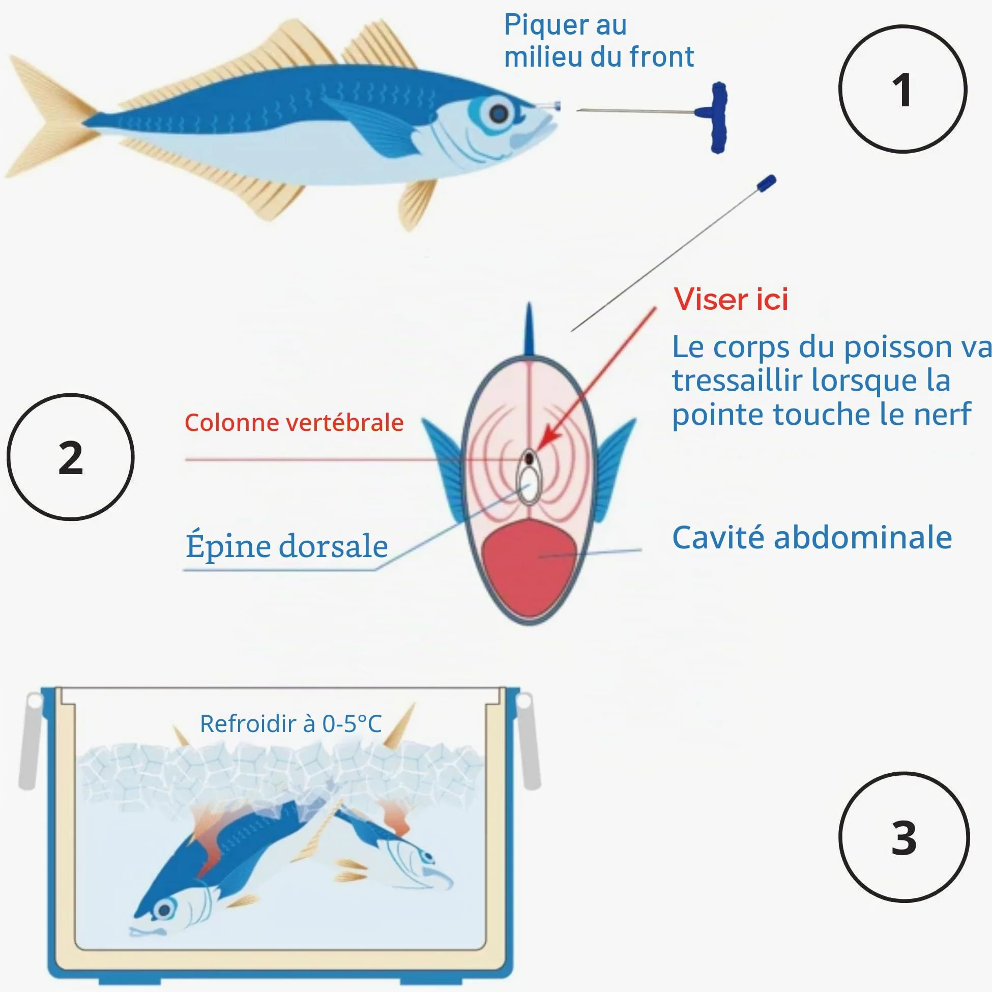 Kit d’ikejime Robuste Pique à Poisson d’ikejime et shinkejime avec Fil en Acier Inoxydable, pour sériole, Bar, brème, Bleu