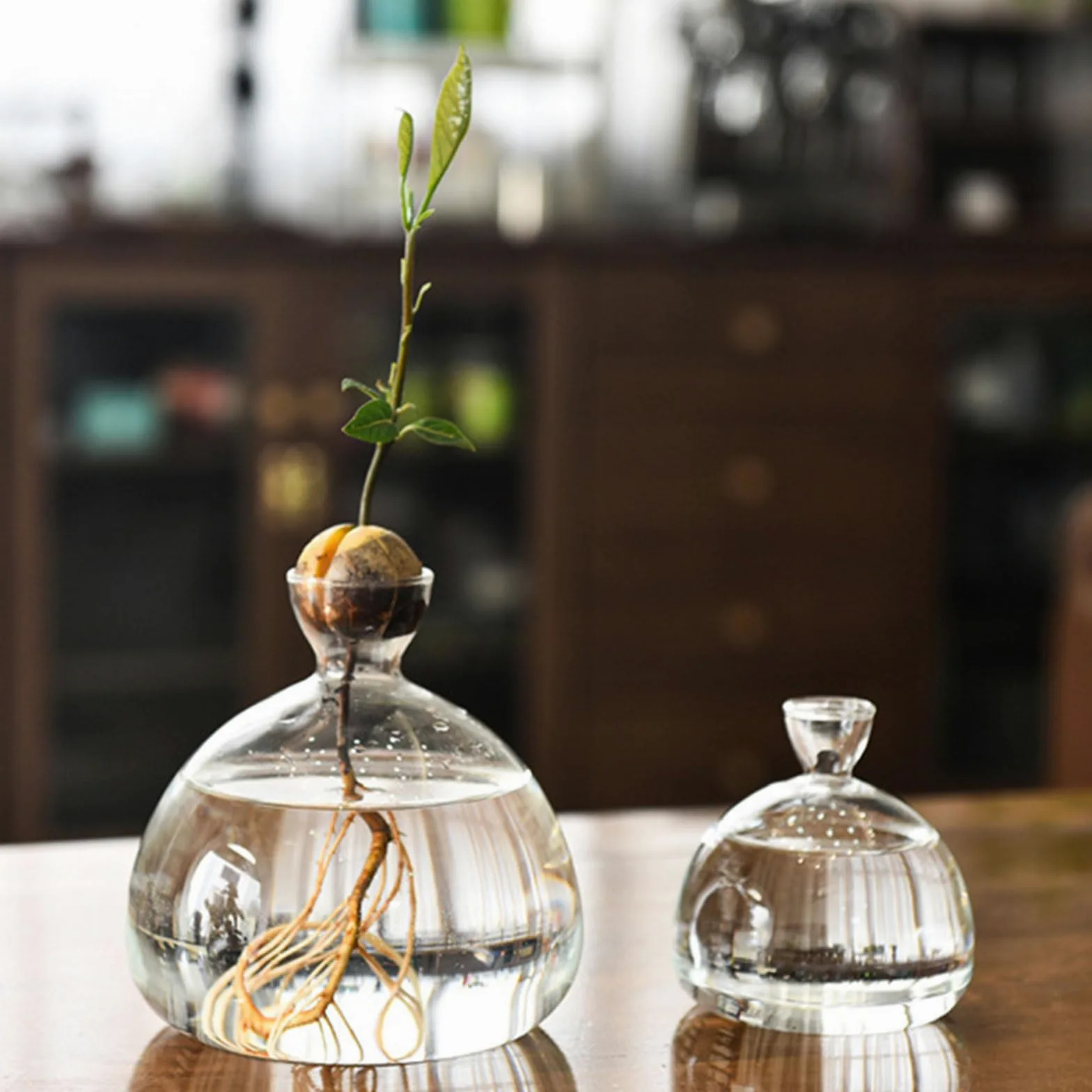 Vase de démarrage pour Avocat en Verre Transparent, récipient de Propagation hydroponique pour Fleurs, Cadeau pour la Maison et Le Bureau, décorations de Bureau
