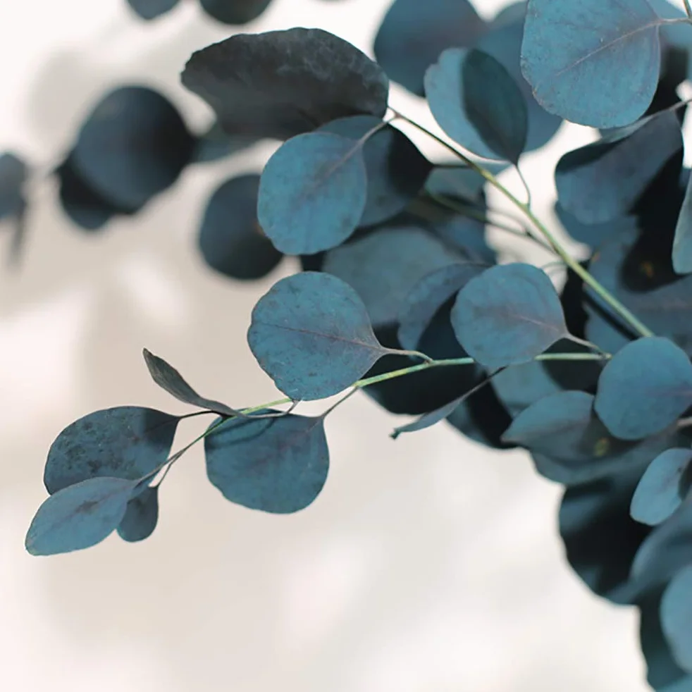 Fleurs Séchées Bleues, Eucalyptus, 40 * 20 * 5, Intérieur, Occasions Spéciales