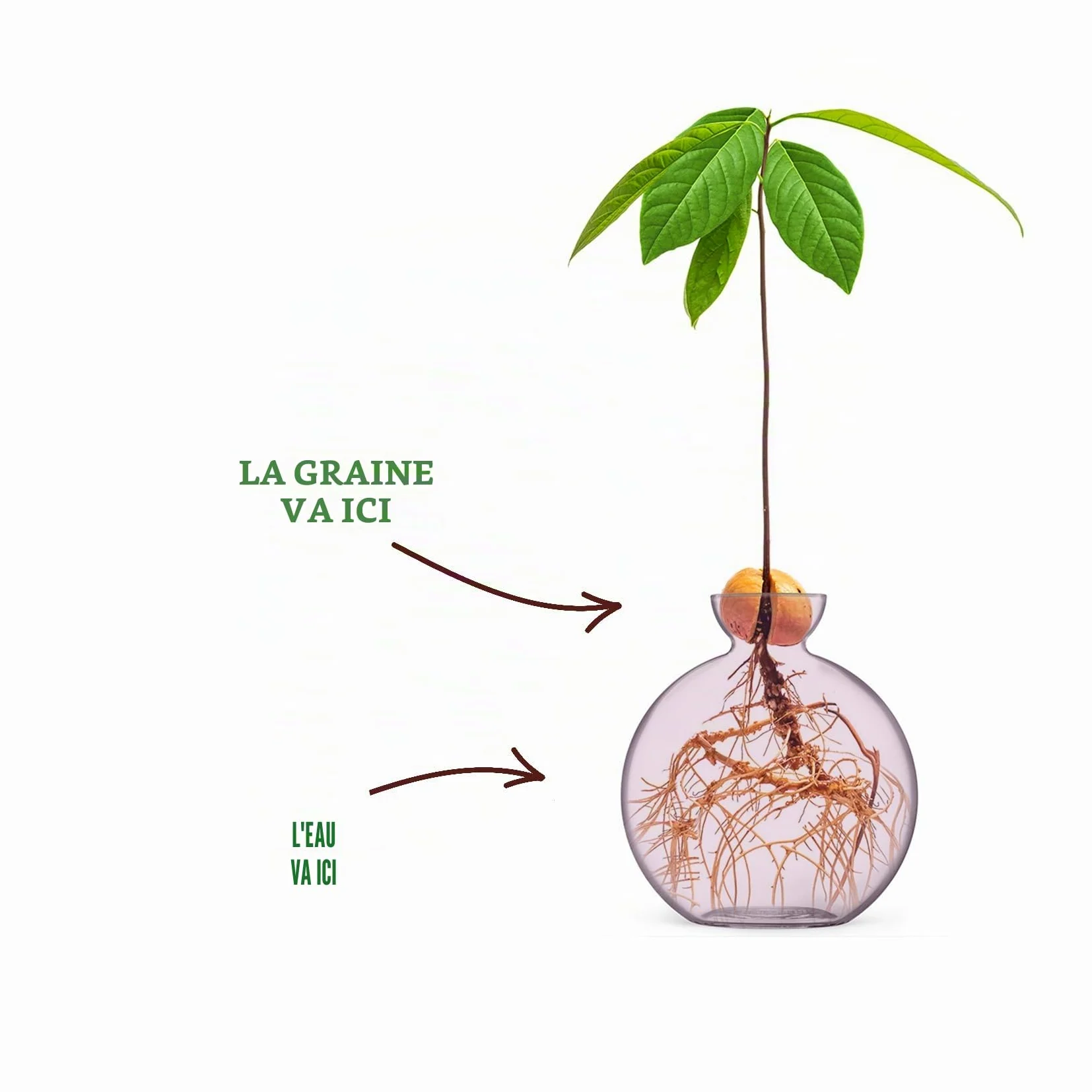 Vase à graines d'avocat pour avocats (Avocado Blush)