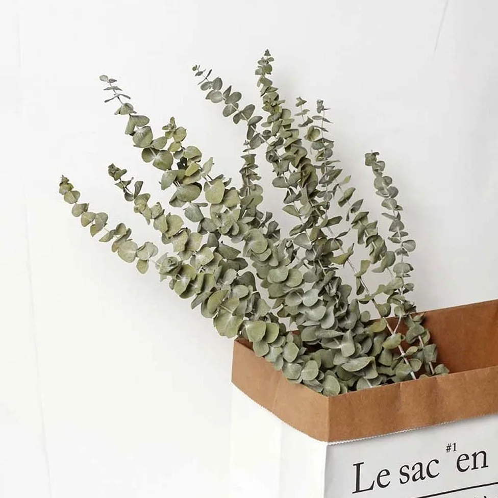 Branches d'eucalyptus séchées, 10 pièces, Feuilles d'eucalyptus Naturelles, Bricolage, Bouquet de Fleurs de mariée for Mariage