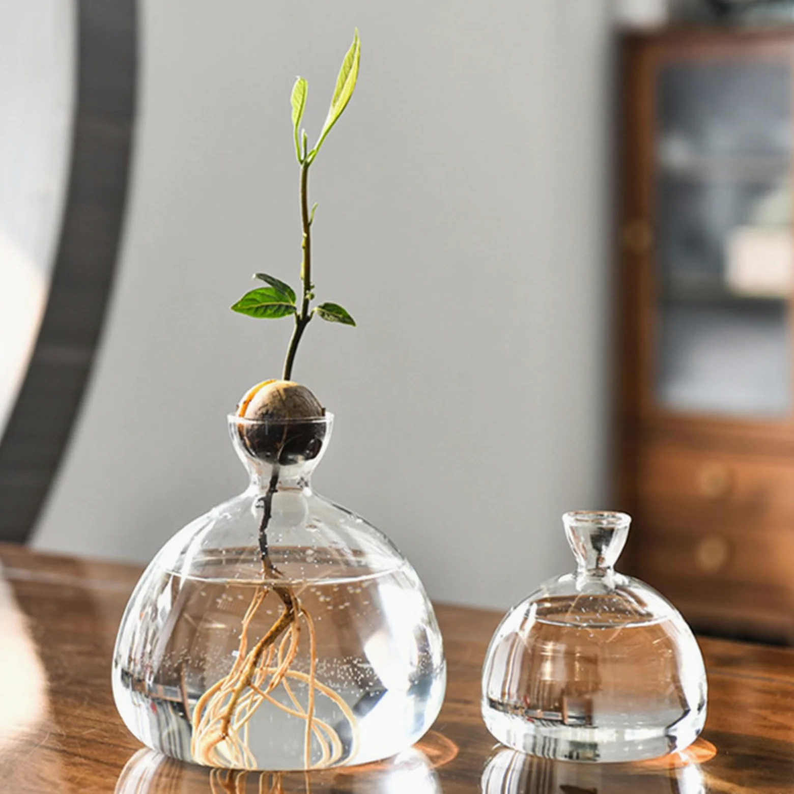Vase de démarrage pour Avocat en Verre Transparent, récipient de Propagation hydroponique pour Fleurs, Cadeau pour la Maison et Le Bureau, décorations de Bureau