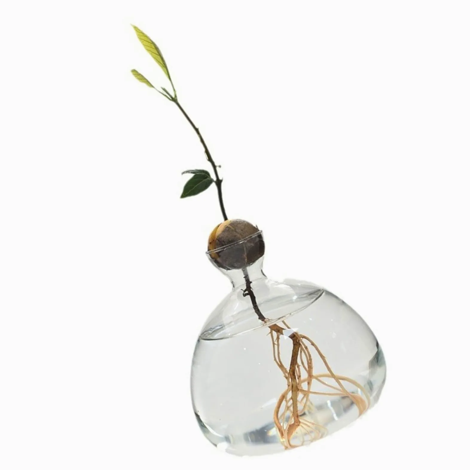 Vase de démarrage pour Avocat en Verre Transparent, récipient de Propagation hydroponique pour Fleurs, Cadeau pour la Maison et Le Bureau, décorations de Bureau