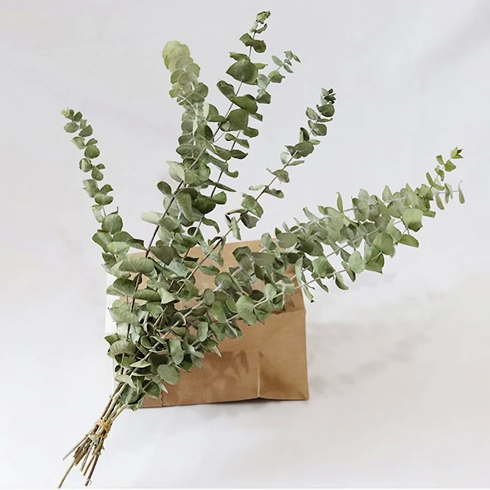 Branches d'eucalyptus séchées, 10 pièces, Feuilles d'eucalyptus Naturelles, Bricolage, Bouquet de Fleurs de mariée for Mariage