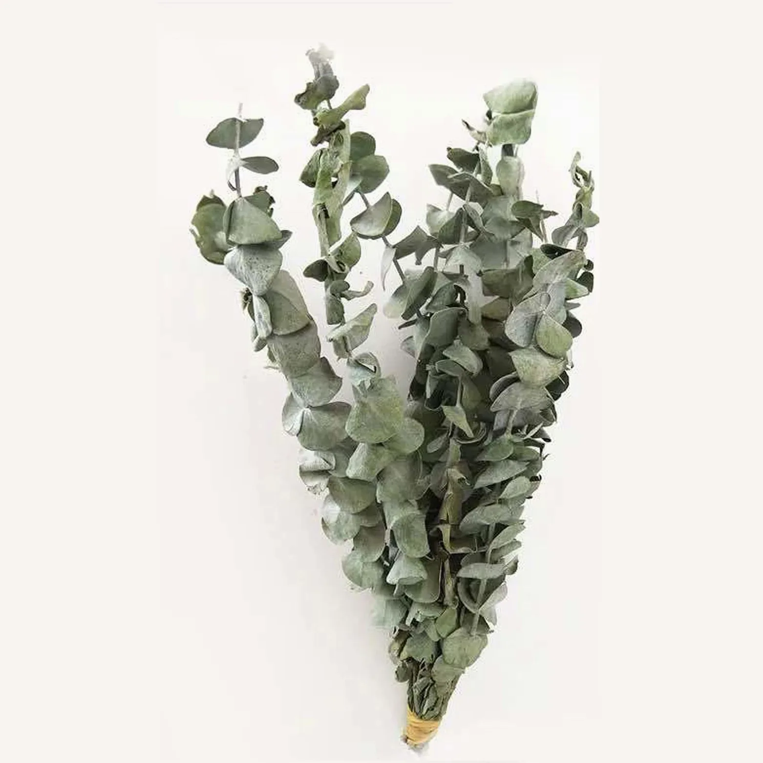 Branches d'eucalyptus séchées, 10 pièces, Feuilles d'eucalyptus Naturelles, Bricolage, Bouquet de Fleurs de mariée for Mariage